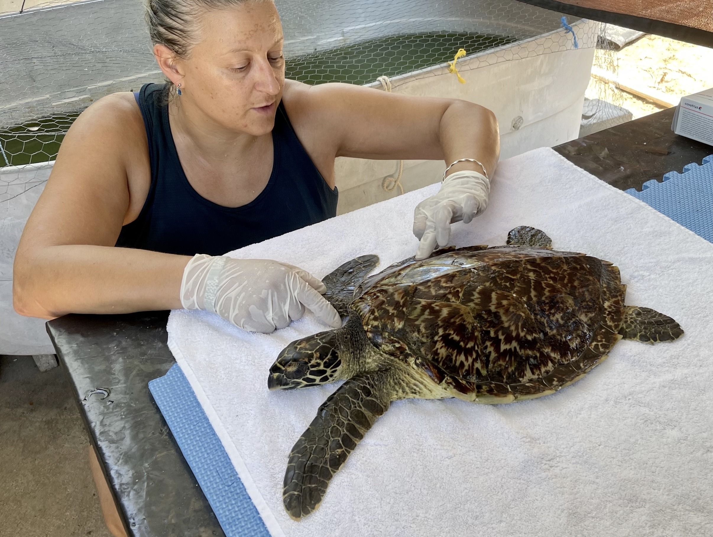 Hawksbill sea turtle