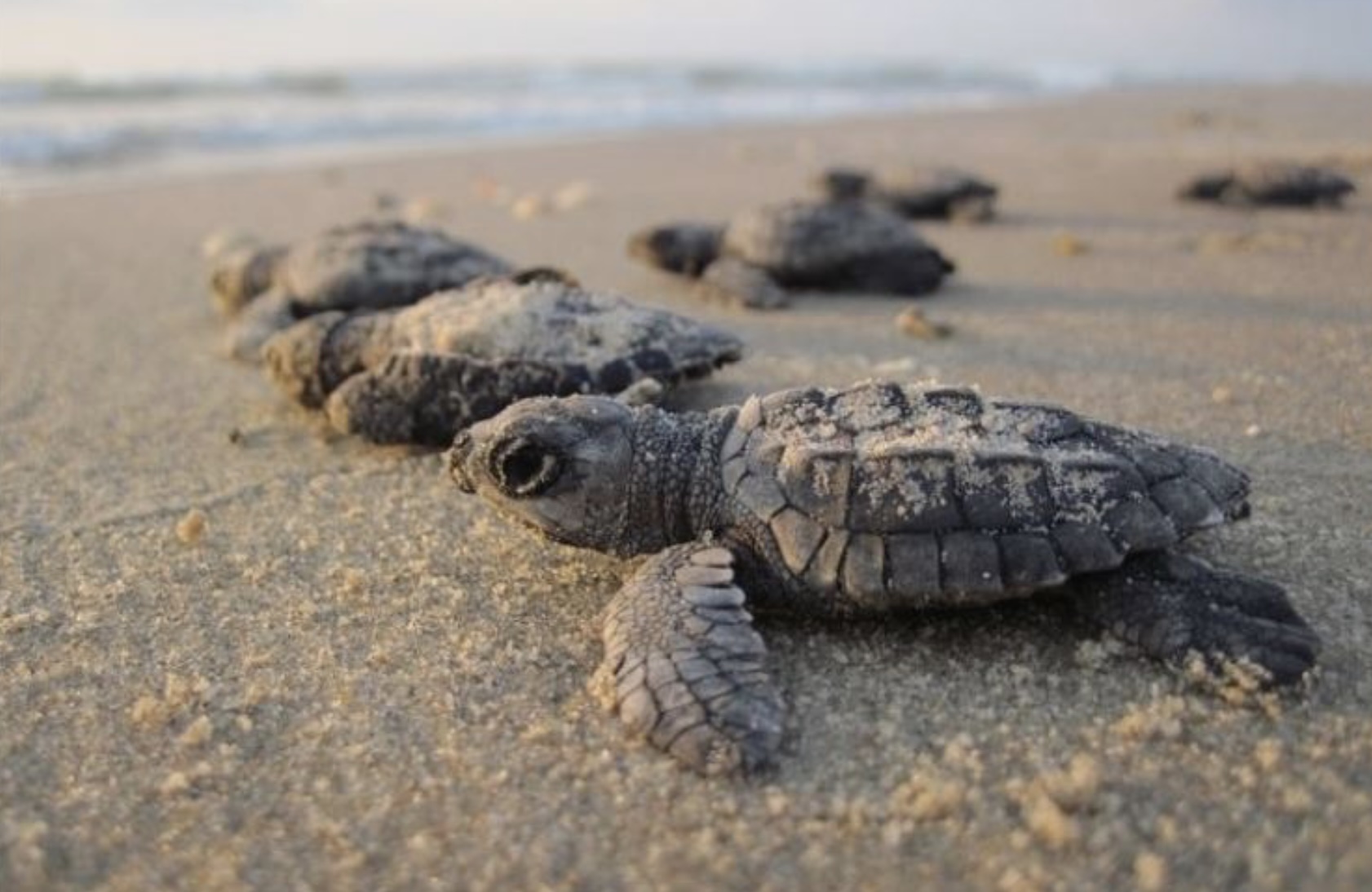Hawksbill hatchlings