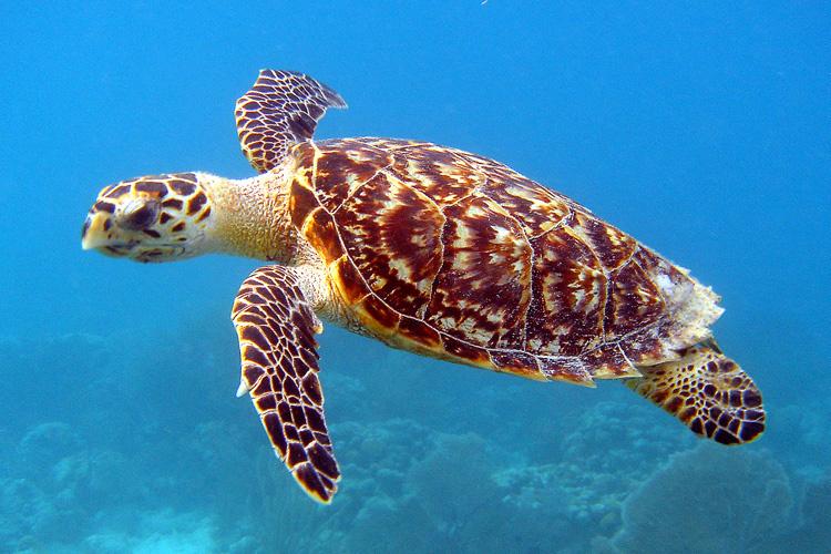 Hawksbill sea turtle
