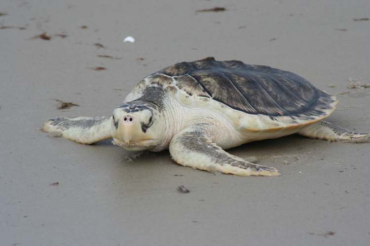 Kemp's Ridley sea turtle nesting