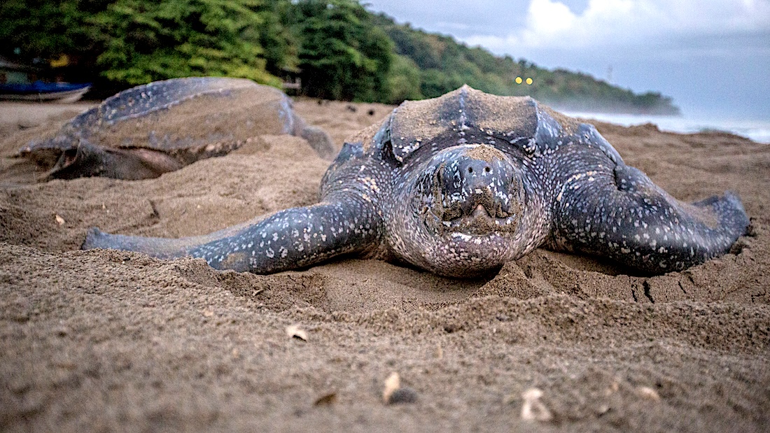 Leatherback sea turtle nesting