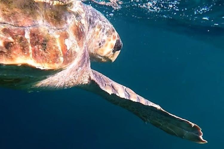 Loggerhead sea turtle