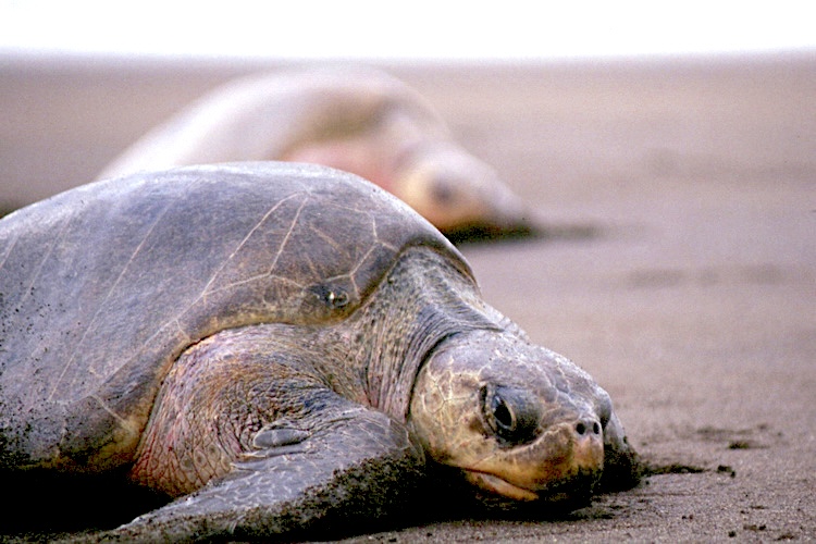Olive Ridley sea turtle nesting