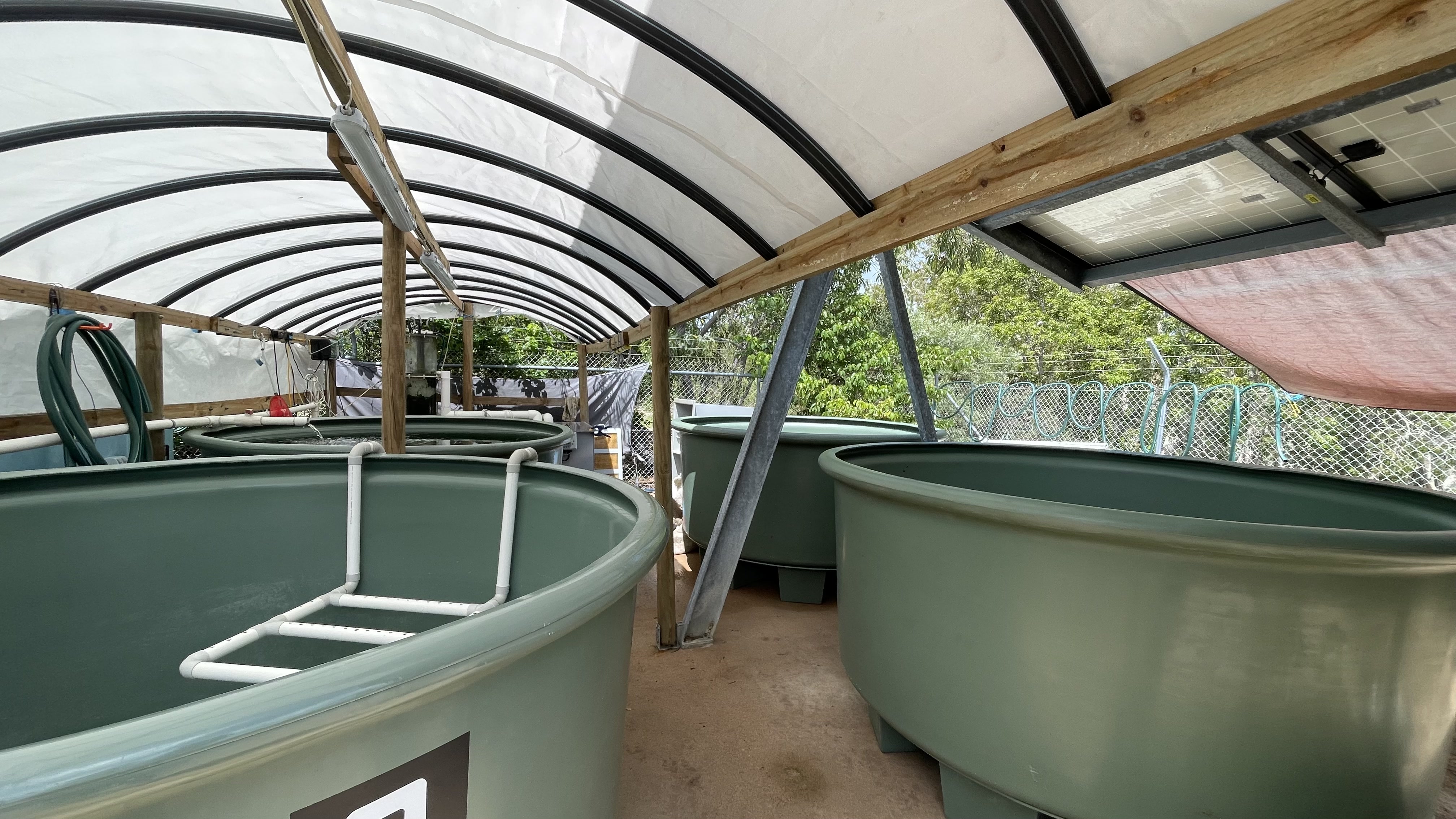 Sea turtle underwater